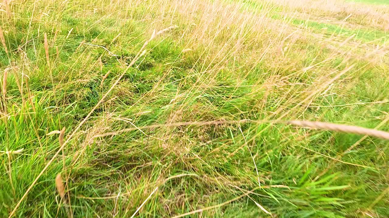 스코틀랜드 들판 에 있는 야생 꽃 과 풀