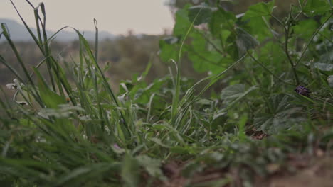 Close-Up-Footage-Of-Low-Plant-Leafs-With-A-Mountain-on-The-Background