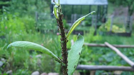 small black ants have gathered on green leaves and branch to eat them