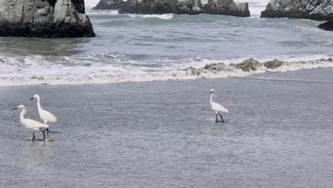 snowy egret flock by the seashore at beach in perú during daytime