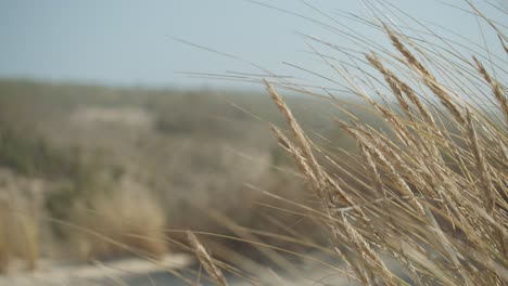 beautiful natural setting with wild grasses reaching towards the sun