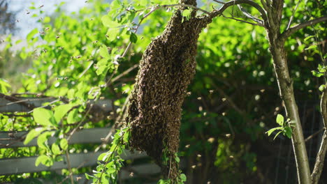 Enorme-Enjambre-De-Abejas-Colgando-De-La-Rama-De-Un-árbol