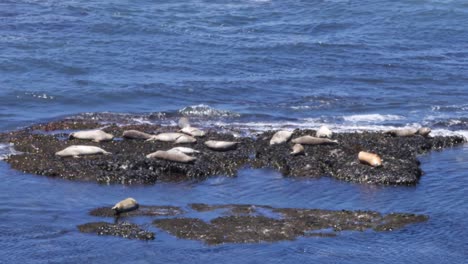 seals wiggle in discomfort as water splashes on them from the tide coming in