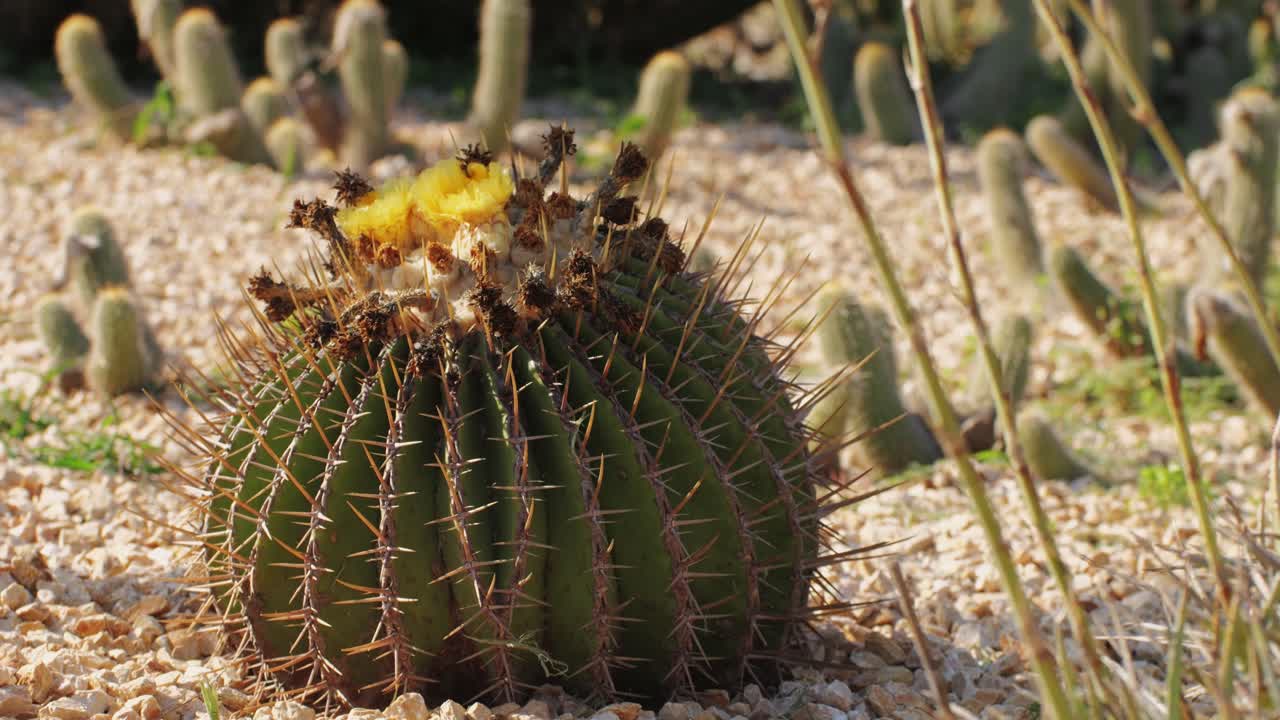 Close up green cactus with yellow spines within a desert environment, city park in Barcelona, Montjuic. African background