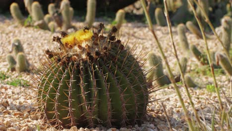 close up green cactus with yellow spines within a desert environment, city park in barcelona, montjuic. african background