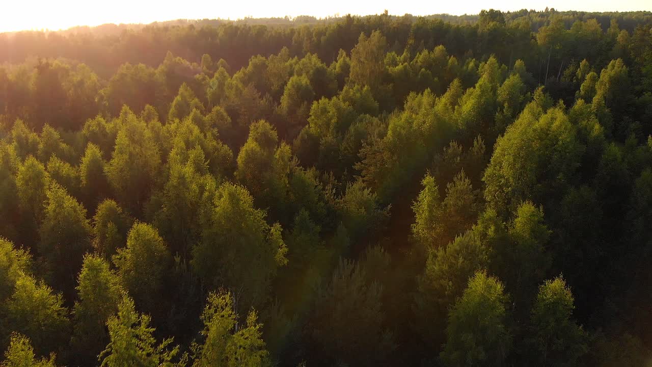 Volo ravvicinato sulle cime degli alberi in un paesaggio boschivo, ripresa a bassa quota