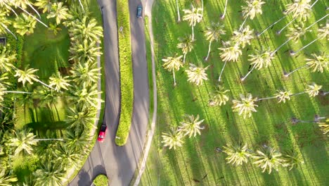 Filmische-Luftaufnahmen-Von-Oben-Nach-Unten-Von-Einer-Einbahnstraße-Mit-2-Autos,-Die-Mit-Kokospalmen-Im-Hintergrund-Fahren