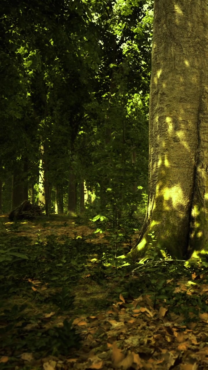 Foresta verde con la luce del sole che filtra tra gli alberi e foglie cadute a terra