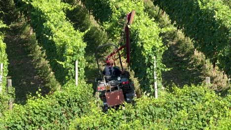 machine trimming vineyard rows in turin, italy