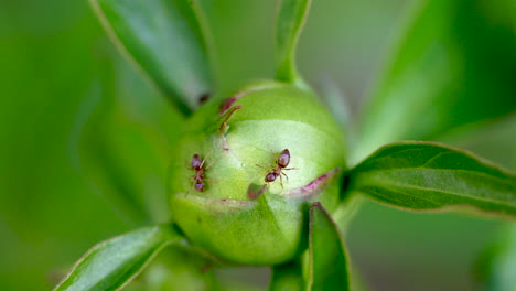 two ants wander around on the green bulb of a peony plant