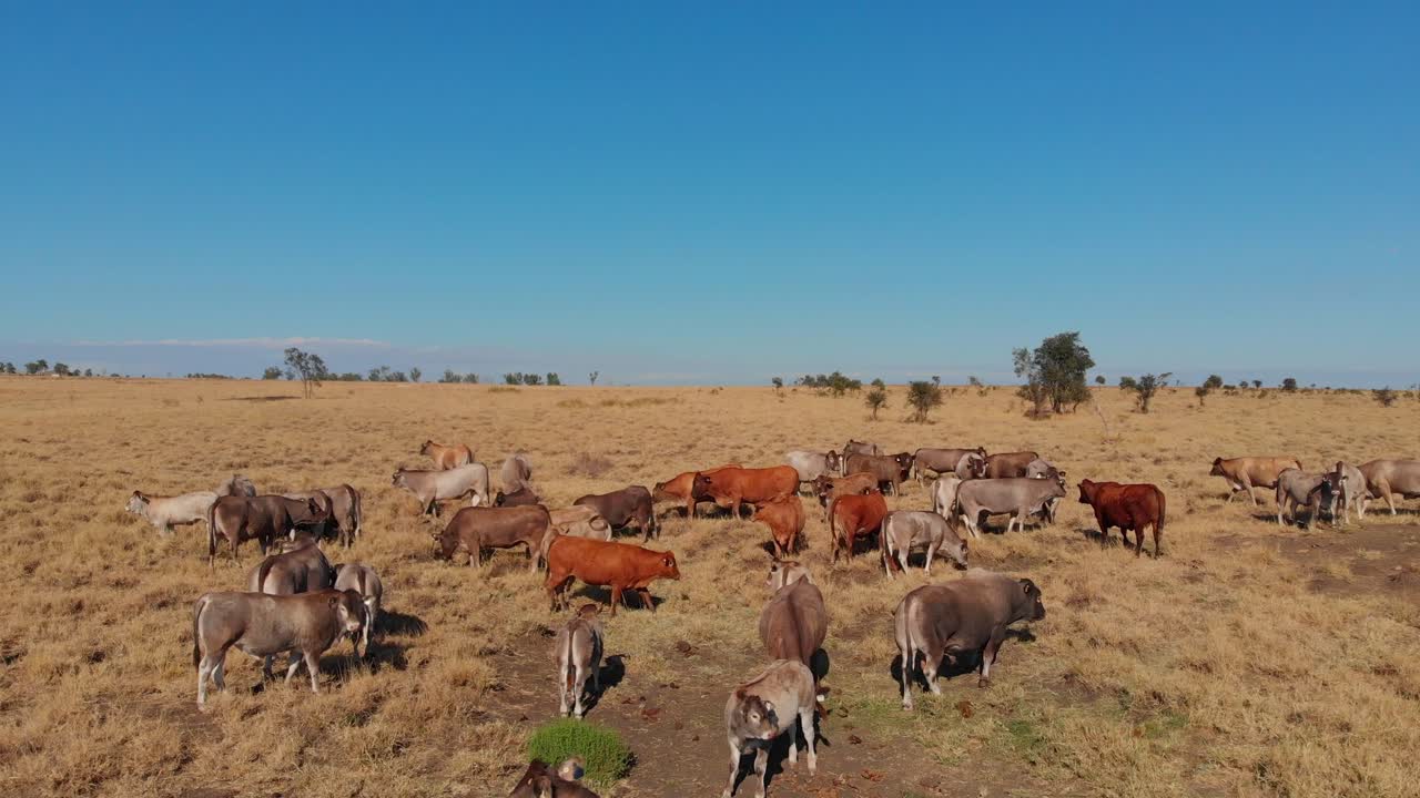 Krávy v australském vnitrozemí u rybníka u řeky MacKenzie, Queensland, Austrálie