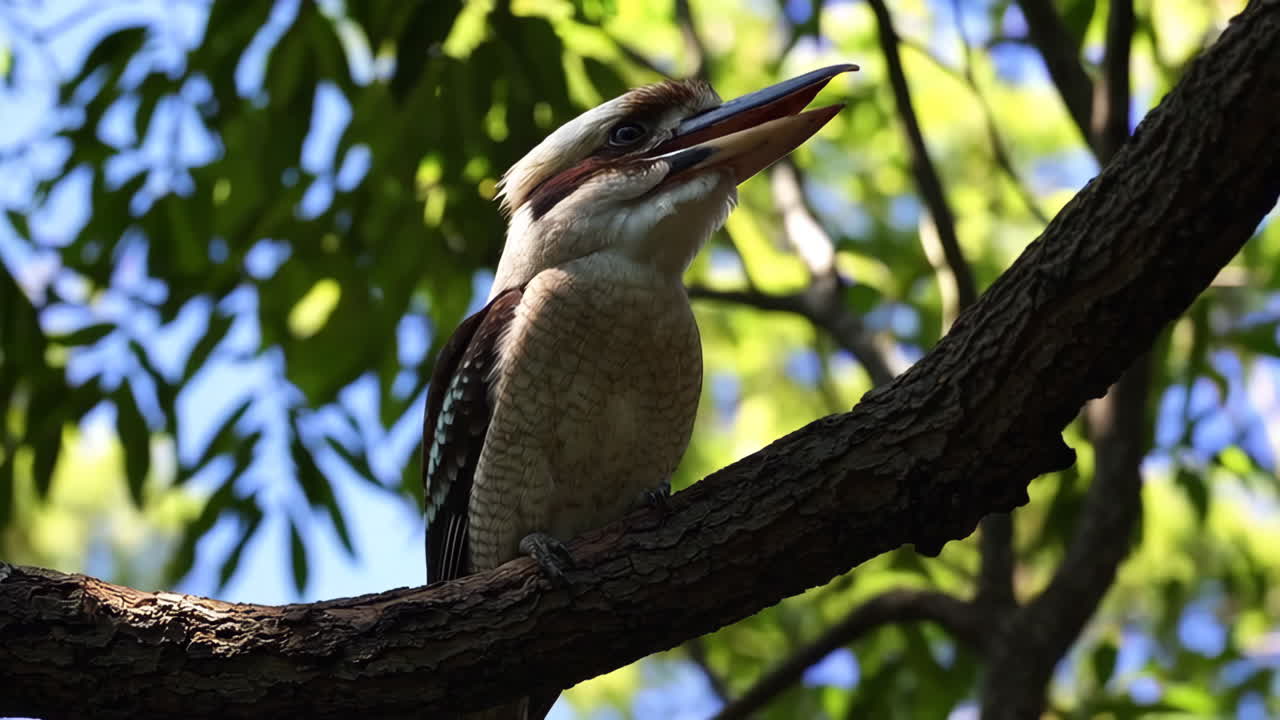 Kookaburra perched on a branch