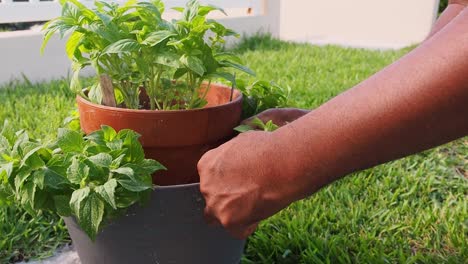 Frischen-Oregano-Aus-Dem-Topf-Schneiden