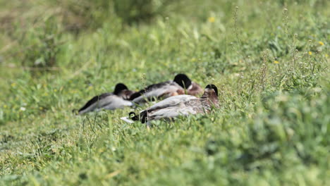 Pato-Salvaje-En-La-Hierba-Pato-Real-Macho-Durmiendo-Día-Soleado