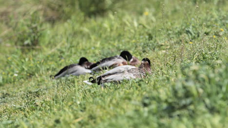 pato salvaje en la hierba macho mallard durmiendo día soleado