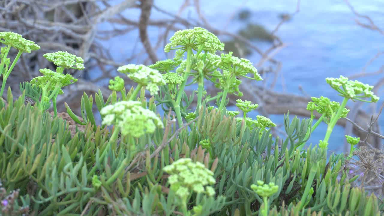 flores verticales amarillas de rock samphire, crithmum maritimum