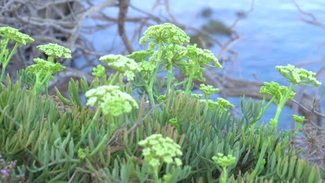 Gelbe-Vertikale-Blüten-Von-Meerfenchel,-Crithmum-Maritimum