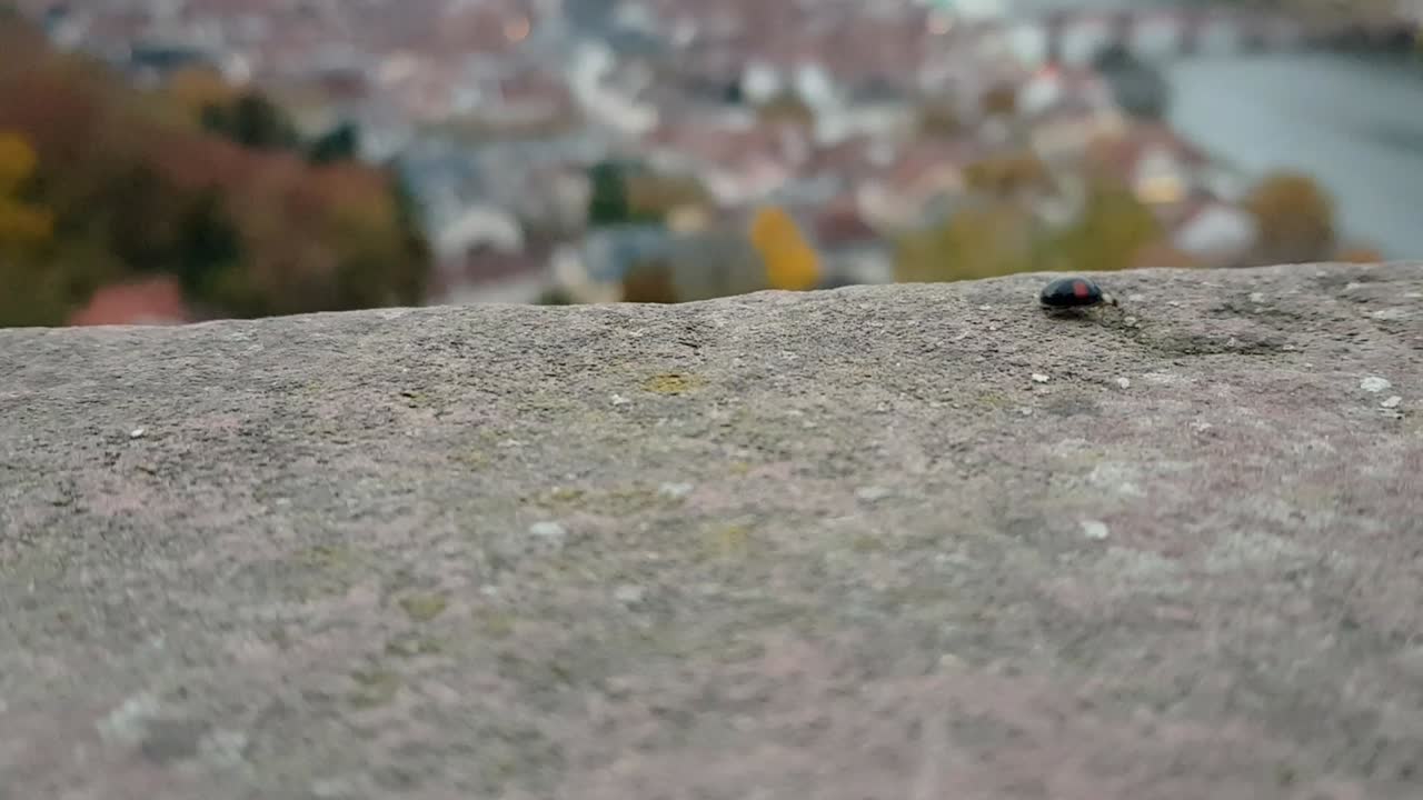 돌 위를 걷는 검은 무당벌레의 모습