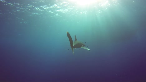 Tiburón-Oceánico-Nada-Lejos-De-La-Cámara-Hacia-El-Sol