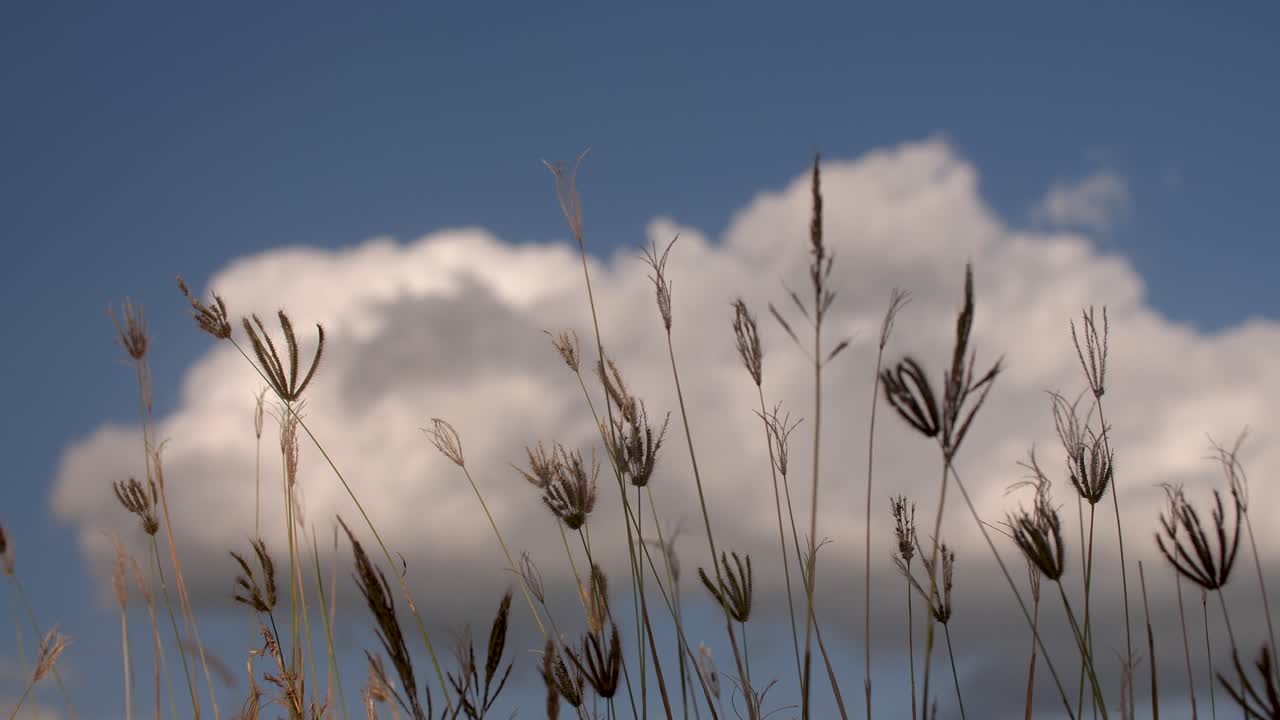 잔디 꽃은 구름을 배경으로 불어