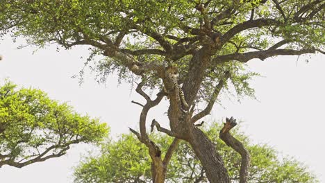 leopard, beautiful masai mara wildlife animals, lying on a branch up resting up an acacia tree on maasai mara africa safari in maasai mara national reserve, kenya