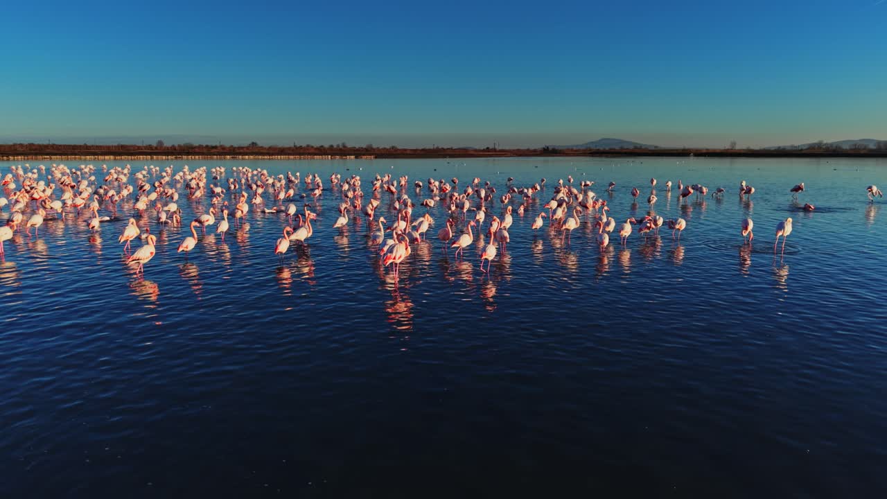 Flamingos gather in shallow water during sunset in a wetland area