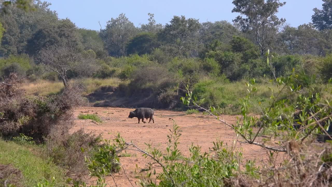 African cape buffalo walks over dry river bed