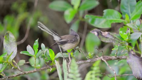 Fantail-Piwakawaka-in-green-bush-flies-away