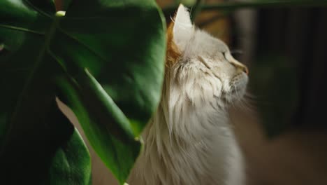 blue eyed cat basks next to green plant in sunlight