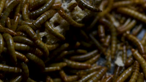 el gusano de la harina es una especie de escarabajo oscuro que se usa para alimentar mascotas como peces, serpientes, pájaros y ranas