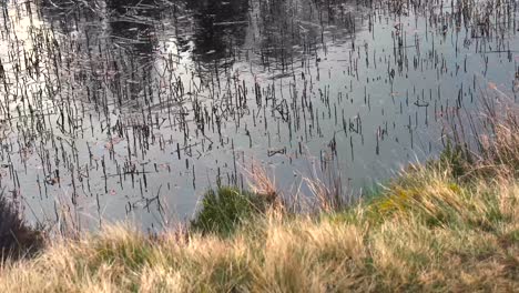 Short-reeds-growing-out-of-a-still-pond-in-moorland