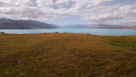 Merino-lamb-grazing-on-golden-hills-above-Lake-Pukaki,-New-Zealand