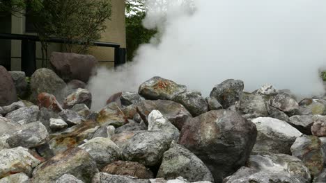 forest with a natural pool of hot springs