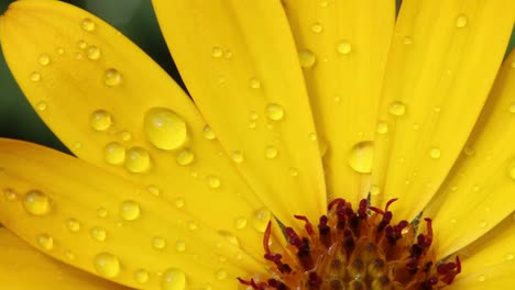 gotas de agua en los pétalos de las flores