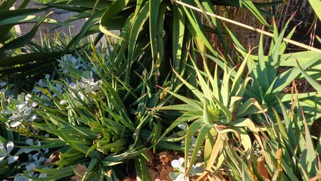 suculentas y hierbas exuberantes en un entorno de jardín