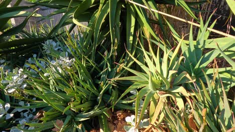 lush succulents and grass in a garden setting