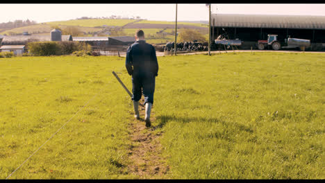 cattle farmer walking in the field