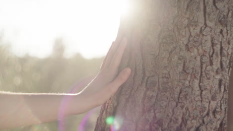Crop person touching tree trunk