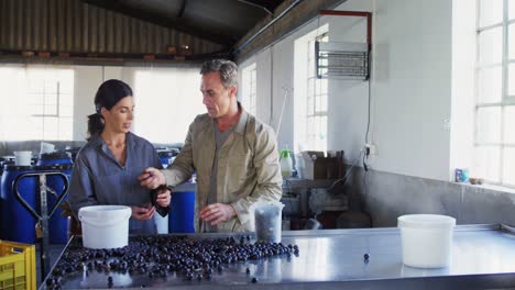 workers putting harvested olive in bucket 4k