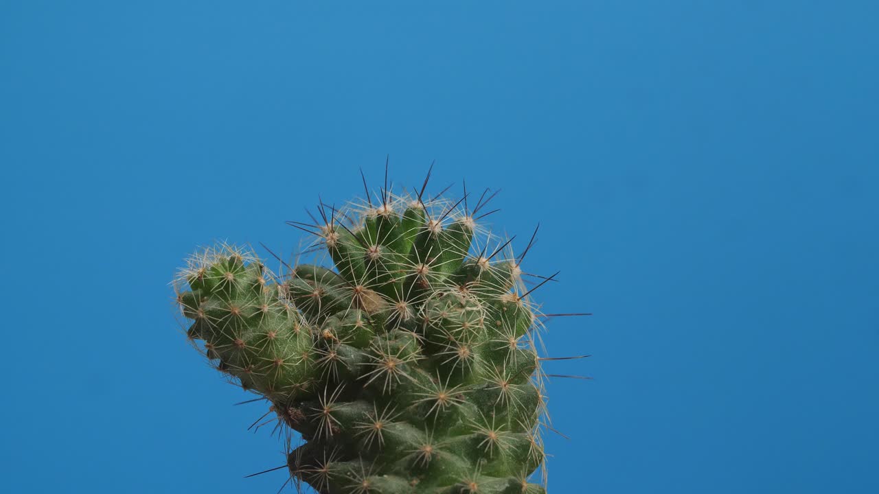 Primo piano di pianta di Mammillaria Spinosissima che gira su se stessa su sfondo blu