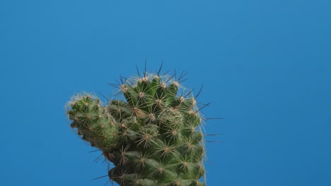 close up de la planta mammillaria spinosissima girando a su alrededor en el fondo de la pantalla azul