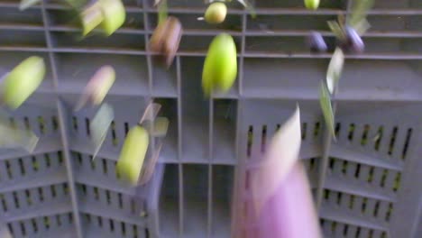 olives poured for production in an olive oil factory