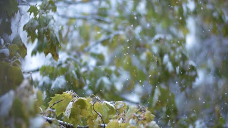 the first autumn snow falls on the leaves of the tree. shot on super slow motion camera 1000 fps.