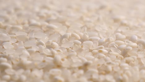 lanzamiento de semillas de arroz en masa