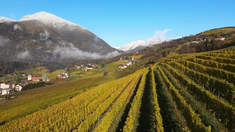 aerial drone over the vineyards in autumn in novacella, neustift south tyrol