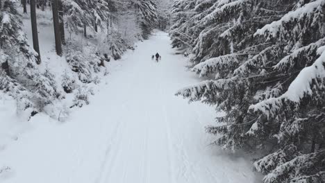 Luftaufnahme-Von-Huskys,-Die-Eine-Frau-In-Einem-Schlitten-Ziehen,-Umgeben-Von-Verschneitem-Wald,-An-Einem-Pass,-Wintertag---Drohnenaufnahme,-Folgend,-Verfolgend,-Niedriger-Winkel