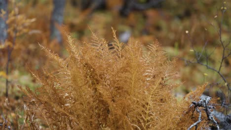 rusty ferns in the dense forest undergrowth