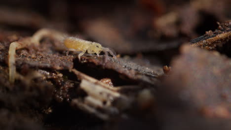 isotomurus elongate-bodied springtail scurries over forest floor detritus, jumps