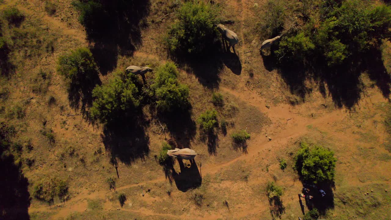 Top-down aerial view of herd of elephants at sunset in Africa.