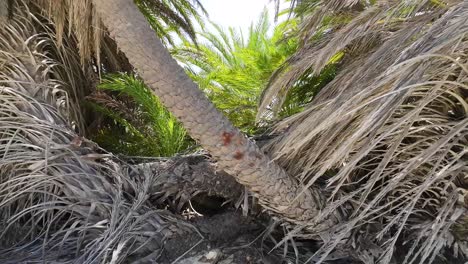 passing through date palm trees in oasis cayo de agua tropical island, los roques